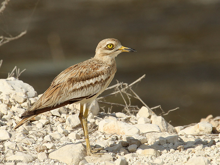   Stone-curlew  Burhinus oedicnemus,  Magan Michael,Israel 29-07-11 Lior Lislev                                 